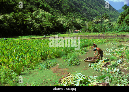 People harvesting taro on a farm in Waipio Valley on the Big Island Stock Photo