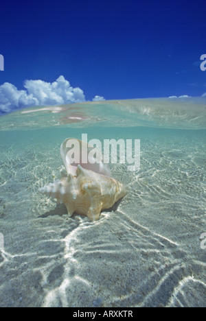 Shell in blue water Stock Photo - Alamy