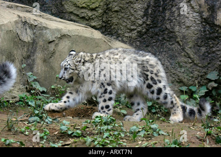 A Baby Snow Leopard in the Zoo Stock Photo