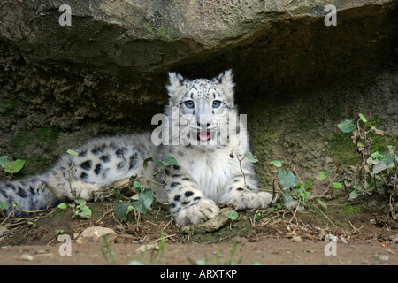 A Snow Leopard in the Zoo Stock Photo