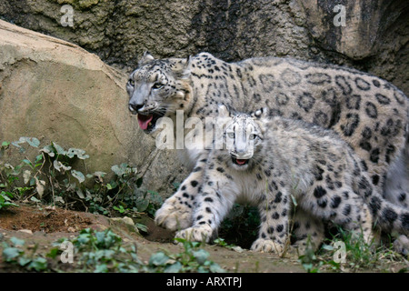 A mother and a child Snow Leopards in the Zoo Stock Photo