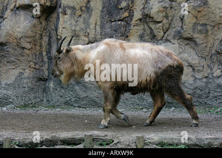 The Golden Takin at the Tama Zoological Park Tokyo Japan Stock Photo