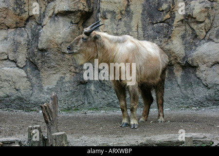 The Golden Takin at the Tama Zoological Park Tokyo Japan Stock Photo