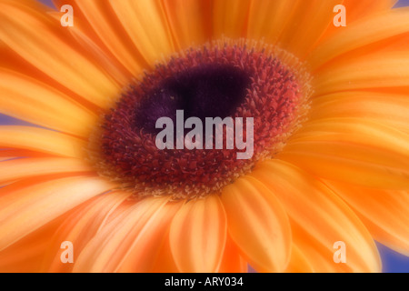 Single orange gerbera flower up close and in soft focus Stock Photo