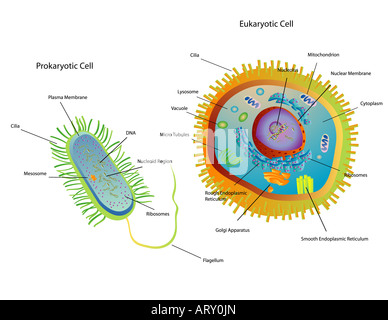 prokaryotic cell diagram unlabeled