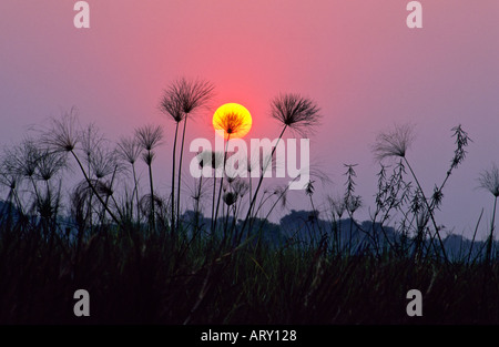 Papyrus Reeds at Sunset, Okavango Delta, Botswana Stock Photo