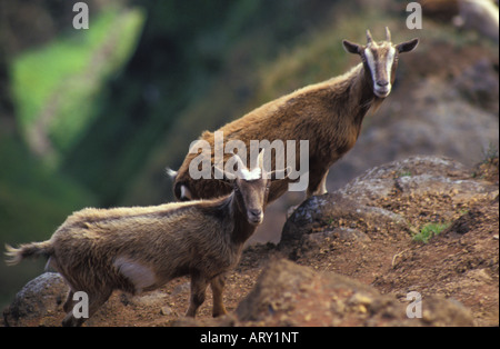 Feral goats in Kalalau Valley, Na Pali Coast State Park. Stock Photo