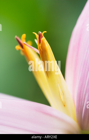 Musa Manii or Pink dwarf Indian banana flower Stock Photo