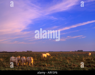 Cows grazing peacefully in the Sacramento Valley California Stock Photo