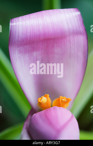 Musa Manii or Pink dwarf Indian banana flower Stock Photo