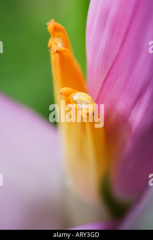 Musa Manii or Pink dwarf Indian banana flower Stock Photo