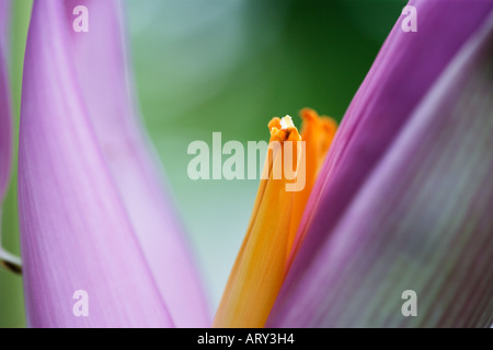 Pink dwarf Indian banana Musa Mannii flower Stock Photo