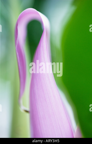 Pink dwarf Indian banana Musa Mannii flower Stock Photo