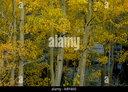 Fall aspen trees turn bright gold in the eastern Sierra Nevada mountains of California Stock Photo