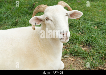Domestic Sheep (Ovis aries) Wiltshire Horn resting on the grass, North Yorkshire, England, UK, Europe