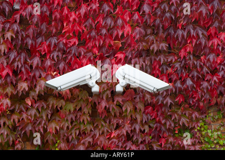 Pair of CCTV cameras pointing in opposite directions on an ivy covered wall Stock Photo