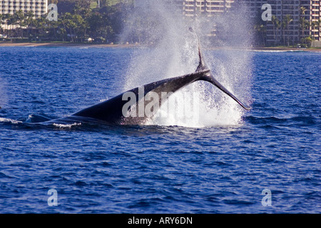 A humpback whale slaps her tail at Kaanapali Beach, Maui with hotels in the distance. Stock Photo