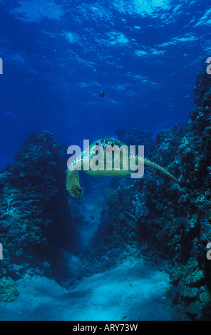 Green Sea Turtles known by the Hawaiians as Honu's can be seen swimming throughout warm waters surrounding the Hawaiian islands Stock Photo