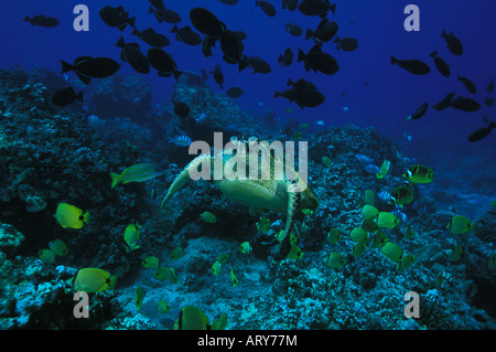 Green Sea Turtles known by the Hawaiians as Honu's can be seen swimming throughout warm waters surrounding the Hawaiian islands Stock Photo