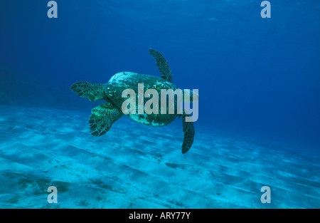 Green Sea Turtles known by the Hawaiians as Honu's can be seen swimming throughout warm waters surrounding the Hawaiian islands Stock Photo