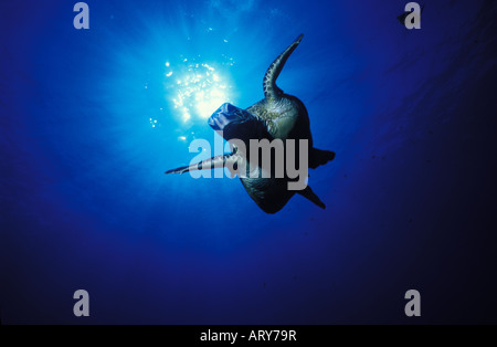 Green Sea Turtles known by the Hawaiians as Honu's can be seen swimming throughout warm waters surrounding the Hawaiian islands Stock Photo