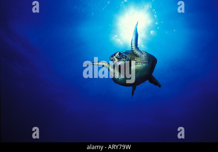 Green Sea Turtles known by the Hawaiians as Honu's can be seen swimming throughout warm waters surrounding the Hawaiian islands Stock Photo