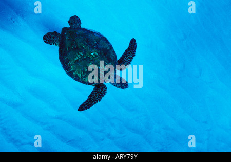 Green Sea Turtles known by the Hawaiians as Honu's can be seen swimming throughout warm waters surrounding the Hawaiian islands Stock Photo