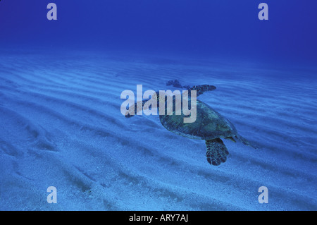 Green Sea Turtles known by the Hawaiians as Honu's can be seen swimming throughout warm waters surrounding the Hawaiian islands Stock Photo