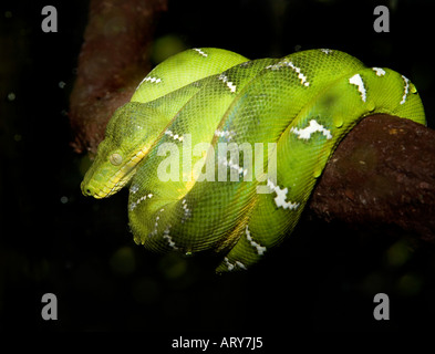 Emerald tree boa Corallus caninus on branch distribution South American Amazon rainforest Stock Photo