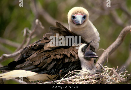 Red footed booby mother and chick on Bird Island Tetiaroa French Polynesia Stock Photo
