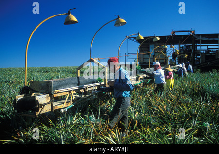 Pineapple pickers work on the Dole Pineapple Plantation located in the fields of central Oahu. Stock Photo