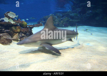 Shark Angry and hungry Stock Photo