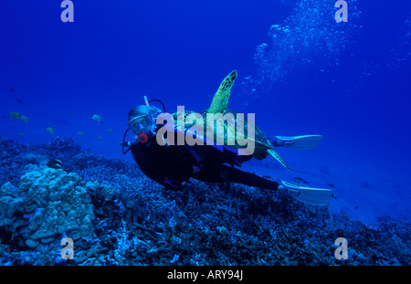 A woman scuba diver swims along side a Green Sea Turtle on Hawaii's coral reefs. Hawaiian name for sea turtle is Honu. Stock Photo