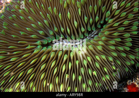 The unique Mushroom Coral (Fungia scutaria).  Hawaiian name is Ako ako a kohe. Stock Photo