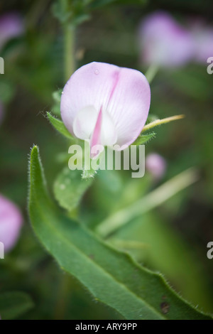 Spiny rest harrow flower Ononis campestris Ononis spinosa Stock Photo