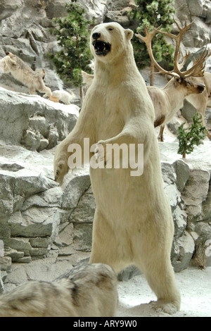 An Artic Polar Bear. Stock Photo