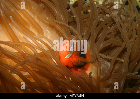 colorful White bonnet Anemonefish (Amphiprion leucokranos) is one of many reef fishes found on display at the Waikiki Aquarium. Stock Photo