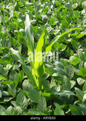 Corn growing in Soybeans Stock Photo