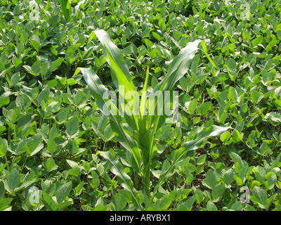 Corn growing in Soybean Field Stock Photo