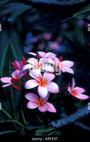 This close-up of a burst of elegant pink plumeria blossoms reaching upwards from a tree branch are kissed with morning dew