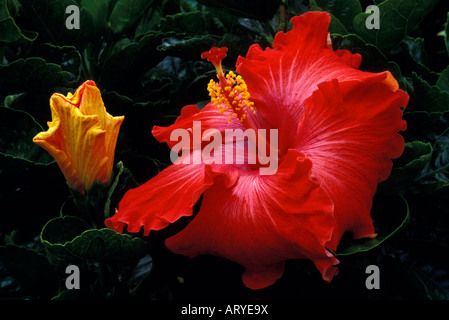 A close-up of a giant red hibiscus blossom next to a unopened yellow flower set against a lush background of green leaves