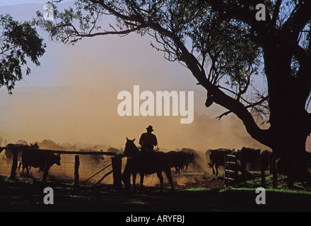 Cowboys working a cattle herd on Parker Ranch, Waimea (Kamuela) Stock Photo