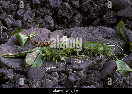 Offering left at Mookini Luakini Heiau, North Kohala Stock Photo