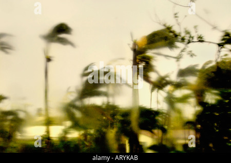 Florida Hurricane Season Storm blowing through palm trees with winds at high speeds in a beach street in Palm Miami Beach County Stock Photo