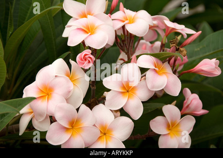 Close up of plumeria rubra pink frangipani flower flowers flowering Madeira Portugal EU Europe Stock Photo