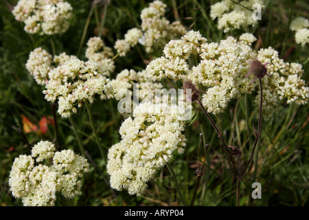 Sulphur BuckWheat Wildflowers summer in Alberta Stock Photo