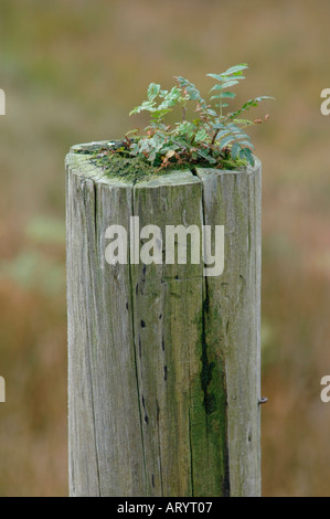 Mountain Ash or Rowan (Sorbus aucuparia)  seedlings growing in the top of a rotten fence post Stock Photo