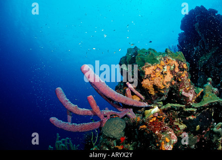 Caribbean Coral Reef Caribbean Sea Trinidad Stock Photo