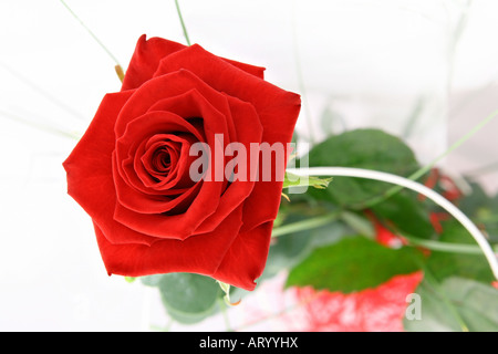 Single red rose Stock Photo