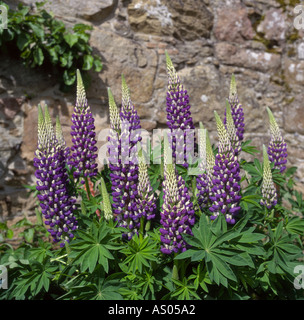 Lupin Lupinus in the National Trust for Scotland Gardens at Pitmedden Stock Photo